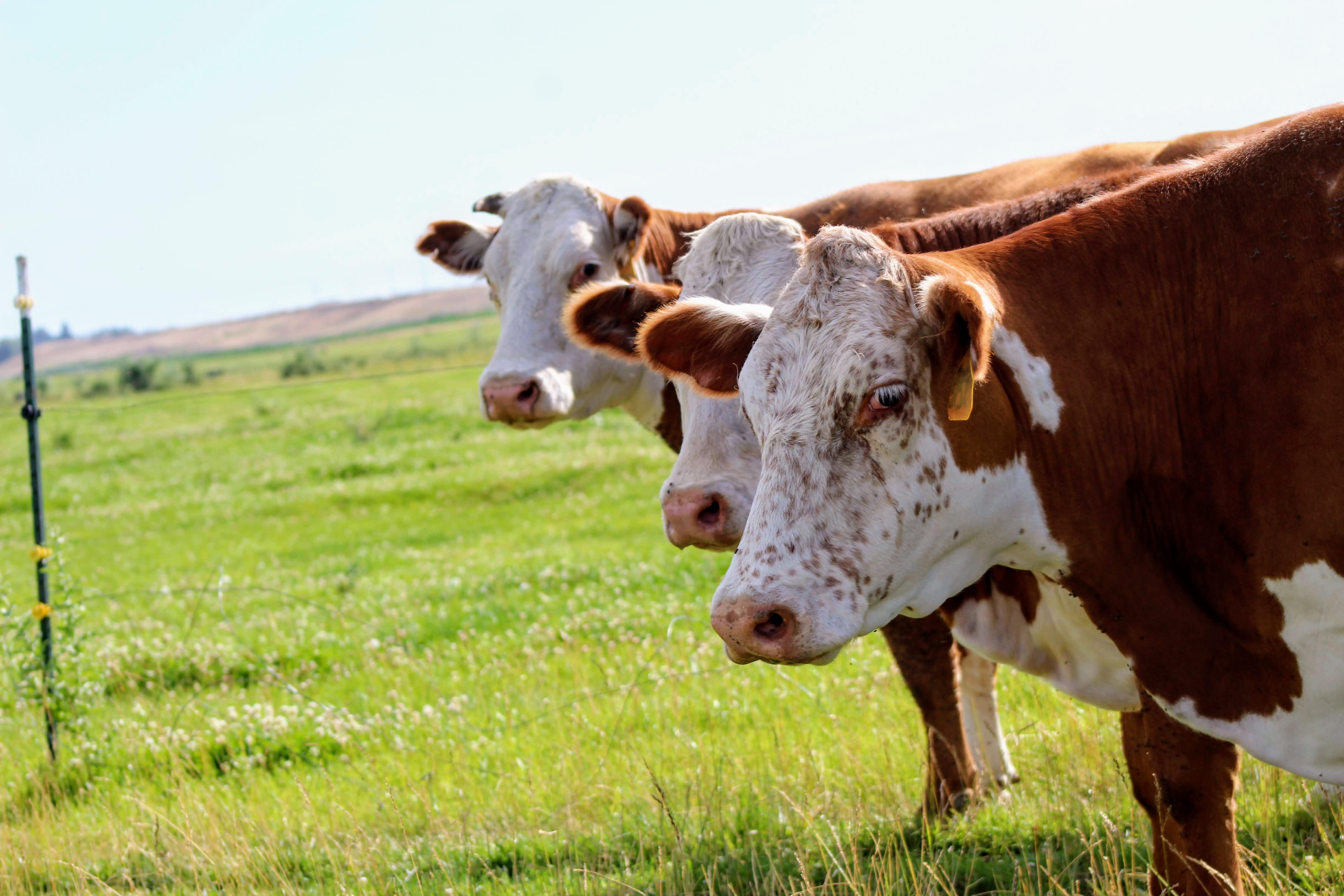 Grass fed available – Got Beef?